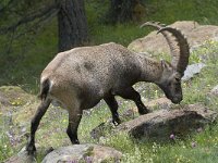 Capra ibex 102, Alpensteenbok, Saxifraga-Willem van Kruijsbergen