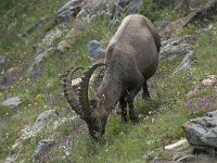 Capra ibex 104, Alpensteenbok, Saxifraga-Willem van Kruijsbergen