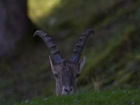 Capra ibex 122, Alpensteenbok, Saxifraga-Jan Nijendijk