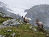 Capra ibex 127, Alpensteenbok, Saxifraga-Luuk Vermeer