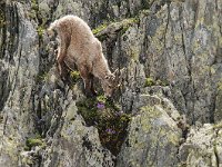 Capra ibex 128, Alpensteenbok, Saxifraga-Luuk Vermeer