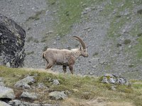 Capra ibex 133, Alpensteenbok, Saxifraga-Luuk Vermeer