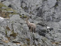 Capra ibex 140, Alpensteenbok, Saxifraga-Luuk Vermeer