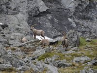 Capra ibex 141, Alpensteenbok, Saxifraga-Luuk Vermeer