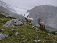 Capra ibex 142, Alpensteenbok, Saxifraga-Luuk Vermeer