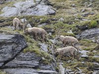 Capra ibex 146, Alpensteenbok, Saxifraga-Luuk Vermeer