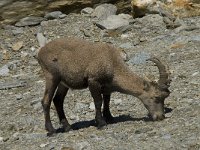 Capra ibex 38, Alpensteenbok, Saxifraga-Willem van Kruijsbergen