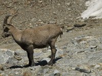 Capra ibex 41, Alpensteenbok, Saxifraga-Willem van Kruijsbergen