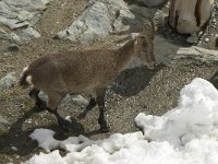 Capra ibex 47, Alpensteenbok, Saxifraga-Willem van Kruijsbergen