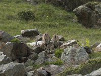 Capra ibex 77, Alpensteenbok, Saxifraga-Willem van Kruijsbergen