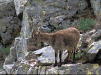 Capra pyrenaica 10, Pyrenese steenbok, Saxifraga-Jan van der Straaten