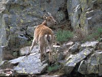 Capra pyrenaica 12, Pyrenese steenbok, Saxifraga-Jan van der Straaten