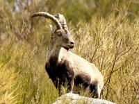 Capra pyrenaica 15, Pyrenese steenbok, Saxifraga-Bart Vastenhouw
