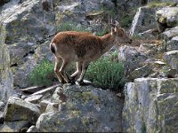 Capra pyrenaica 8, Pyrenese steenbok, Saxifraga-Jan van der Straaten