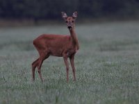 Capreolus capreolus 2, Ree, female, Saxifraga-Luc Hoogenstein