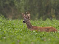 Ree, Roe Deer, Capreolus capreolus  Ree, Roe Deer, Capreolus capreolus : Buurserzand, Capreolus capreolus, Haaksbergen, Heather, Heideterrein, Natura 2000, Natuurmonumenten. vereniging Natuurmonumenten, Nederland, Overijssel, Ree, Roe deer, avond, beschermd natuurgebied, bok, brown, bruin, common clover, deer, evening, field. veld, gaffel, gaffelaar, gaffelbokje, heide, hert, hoefdier, juli, july, klaver, male, mammal, red clover, rode klaver, speciale beschermingszone, summer, the Netherlands, zomer, zoogdier