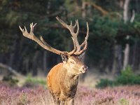 Cervus elaphus 101, Edelhert, Saxifraga-Bart Vastenhouw