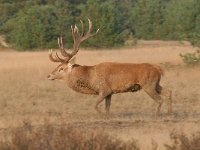 Cervus elaphus 116, Edelhert, Saxifraga-Luuk Vermeer