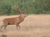 Cervus elaphus 119, Edelhert, Saxifraga-Luuk Vermeer