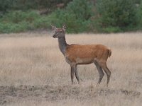 Cervus elaphus 121, Edelhert, Saxifraga-Luuk Vermeer