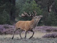 Cervus elaphus 135, Edelhert, Saxifraga-Luuk Vermeer