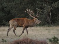 Cervus elaphus 138, Edelhert, Saxifraga-Luuk Vermeer