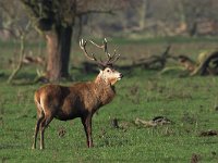 Cervus elaphus 14, Edelhert, male, Saxifraga-Luc Hoogenstein