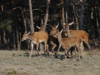 Cervus elaphus 143, Edelhert, Saxifraga-Luuk Vermeer