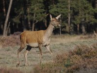 Cervus elaphus 144, Edelhert, Saxifraga-Luuk Vermeer