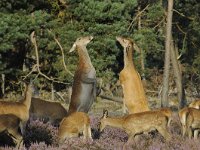 Cervus elaphus 146, Edelhert, Saxifraga-Luuk Vermeer