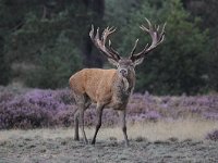 Cervus elaphus 148, Edelhert, Saxifraga-Luuk Vermeer