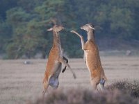 Cervus elaphus 151, Edelhert, Saxifraga-Luuk Vermeer