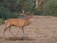 Cervus elaphus 155, Edelhert, Saxifraga-Luuk Vermeer