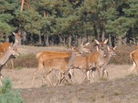 Cervus elaphus 159, Edelhert, Saxifraga-Luuk Vermeer