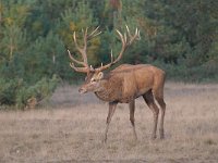 Cervus elaphus 165, Edelhert, Saxifraga-Luuk Vermeer