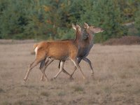 Cervus elaphus 174, Edelhert, Saxifraga-Luuk Vermeer