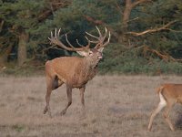 Cervus elaphus 178, Edelhert, Saxifraga-Luuk Vermeer