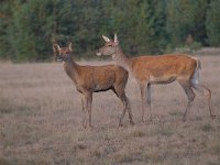 Cervus elaphus 184, Edelhert, Saxifraga-Luuk Vermeer