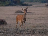 Cervus elaphus 187, Edelhert, Saxifraga-Luuk Vermeer