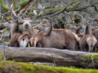 Cervus elaphus 191, Edelhert, Saxifraga-Tom Heijnen