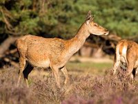 Cervus elaphus 30, Edelhert, Saxifraga-Bart Vastenhouw