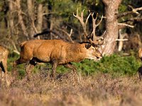 Cervus elaphus 41, Edelhert, Saxifraga-Bart Vastenhouw