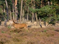 Edelhert  Edelhert Hoge Veluwe : Cervus elaphus