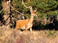 Cervus elaphus 64, Edelhert, Saxifraga-Bart Vastenhouw