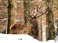 Cervus elaphus 67, Edelhert, Saxifraga-Bart Vastenhouw