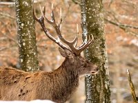 Cervus elaphus 68, Edelhert, Saxifraga-Bart Vastenhouw