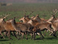 Cervus elaphus 8, Edelhert, Saxifraga-Luc Hoogenstein