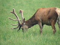 Cervus elaphus 9, Edelhert, male, Saxifraga-Hans Dekker