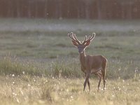 Cervus elaphus 91, Edelhert, Saxifraga-Mark Zekhuis