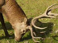 Cervus elaphus 96, Edelhert, Saxifraga-Jan Nijendijk